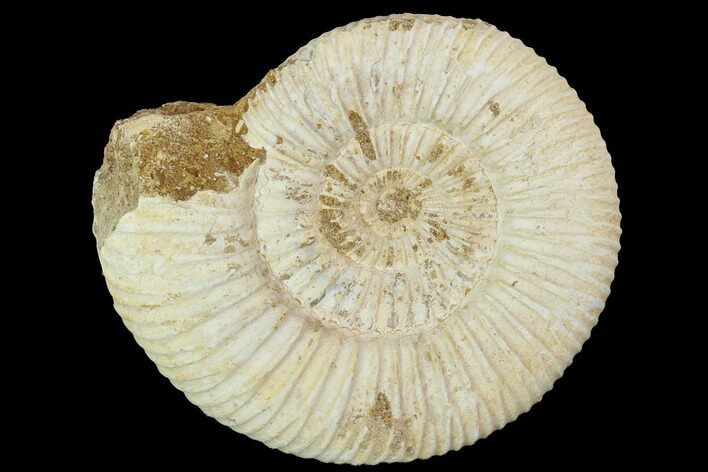 Perisphinctes Ammonite - Jurassic #100211